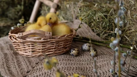 Easter concept. Ducklings in easter basket with eggs beside in natural colors. Stock Footage 194714694