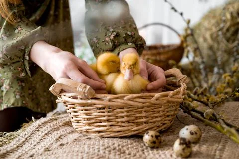 Easter concept. Ducklings in easter basket with eggs beside Stock Photos