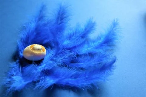 Easter concept. Egg with chicken on blue bird feathers in trendy color on a b Stock Photos