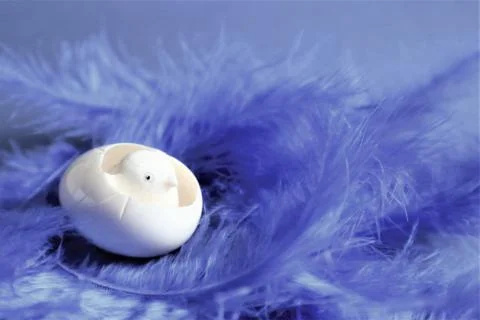 Easter concept. Egg with chicken on blue bird feathers in trendy color on a b Stock Photos