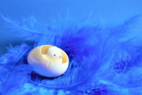 Easter concept. Egg with chicken on blue bird feathers in trendy color on a b Stock Photos