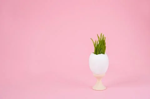 Easter concept with eggs  on a pink background. Eggshell grass, spring, Easter.  Stock Photos