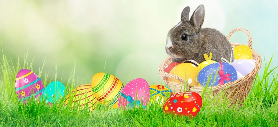 Easter concept. Green grass, easter eggs and web banner background on a sunny Stock Photos