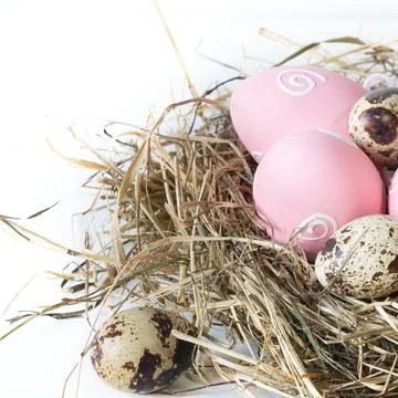 Easter concept. Nest of hay with painted pink eggs on a white. Close up. Stock Photos
