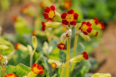Easter concept. Primrose Primula with orange red flowers in flowerbed in spring Stock Photos