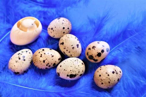 Easter concept. Quail eggs on blue bird feathers in trendy color on a blue ba Stock Photos