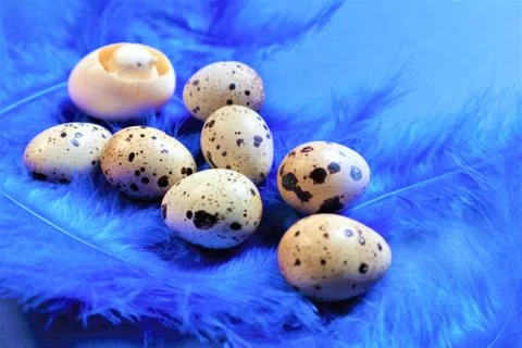 Easter concept. Quail eggs on blue bird feathers in trendy color on a blue ba Stock Photos