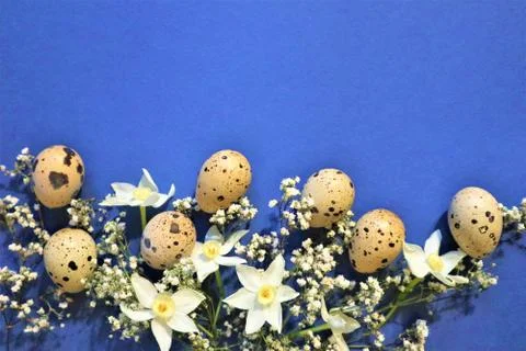 Easter concept. Quail eggs on a blue background. Flowers spring daffodils. Foto stock