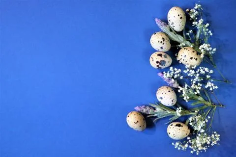 Easter concept. Quail eggs on a blue background. Lavender flowers. Stock Photos