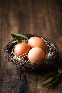 Easter concept - three eggs in a nest with olive branch Stock Photos