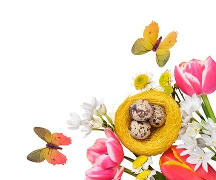 Easter creative composition. Spring flowers, quail eggs in nest and butterfli Stock Photos