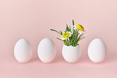 Easter creative concept. Green sprouts and spring flowers in white egg. Group of 写真素材