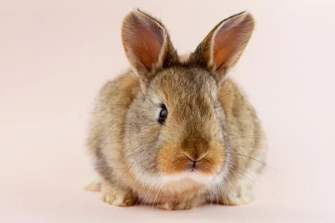 Easter cute brown fluffy rabbit close-up on a pastel pink background. Concept Stock Photos