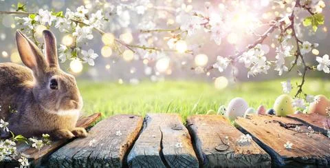 Easter - Cute Bunny On Table With Cherry Flowers In Sunny Garden Stock Photos