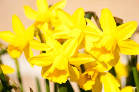Easter daffodil blooming in the spring sunshine Stock Photos