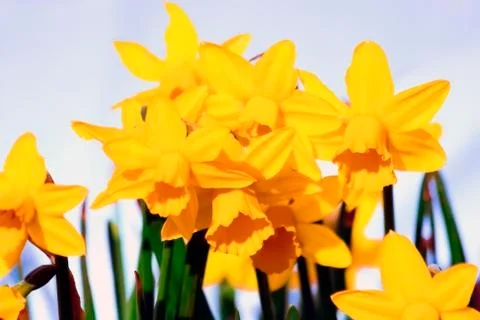 Easter daffodil blooming in the spring sunshine Stock Photos