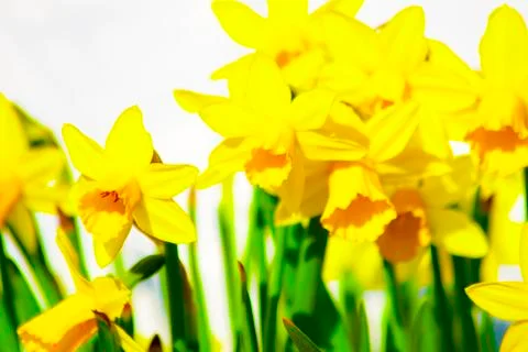 Easter daffodil blooming in the spring sunshine Stock Photos
