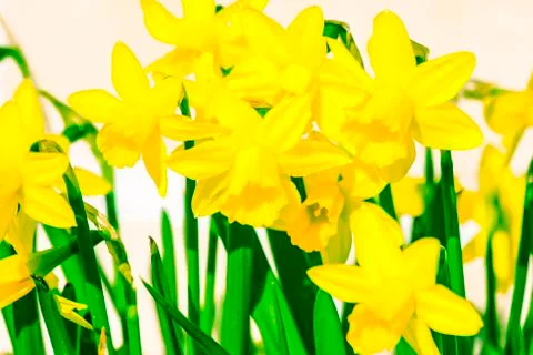 Easter daffodil blooming in the spring sunshine Stock Photos