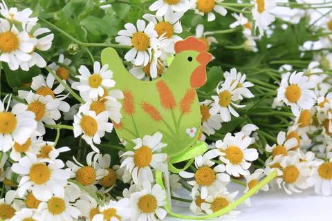 Easter daisies background with soft focus toy chicken on a white Stock Photos