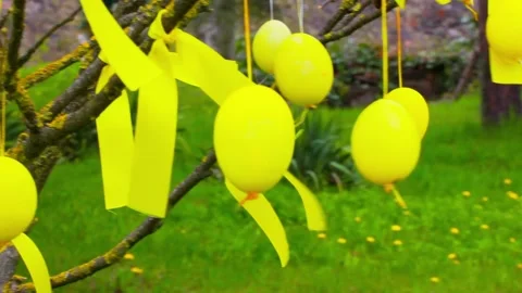 Easter decor. Yellow Easter eggs hanging on branches of tree in spring garden. Stock Footage 235689155