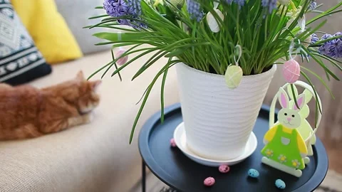 Easter decoration. Pot with spring flowers and eggs with bunny at home. Stock Footage 150395322
