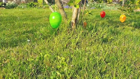 Easter decoration of trees in the garden. Easter holidays in Germany. Stock Footage 132828392