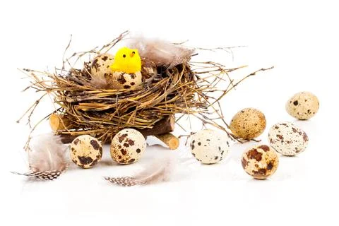 Easter decoration on white background with quail eggs, with space for text Stock Photos