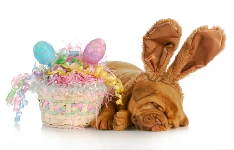 Easter dog Stock Photos