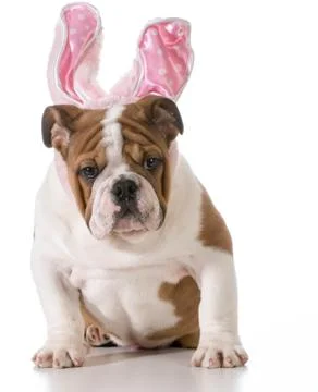 Easter dog Stock Photos
