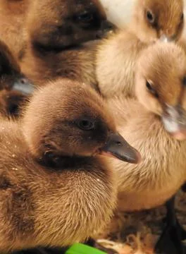 Easter Ducklings Stock Photos