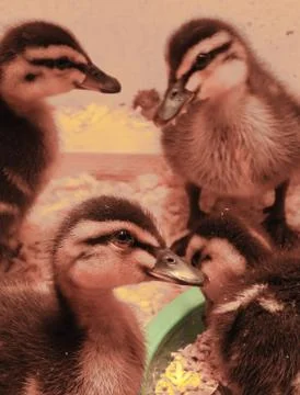 Easter Ducklings Stock Photos