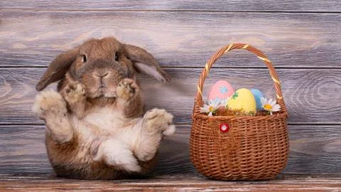 Easter dwarf rabbit breed sheep sits on the parquet. Powerful rabbit's hind l Stock Photos