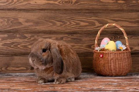 Easter dwarf rabbit breed sheep lies on the parquet. The ginger rabbit is loo Stock Photos