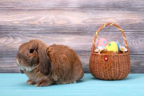 Easter dwarf rabbit breed sheep lies on the parquet. The ginger rabbit is loo Stock Photos