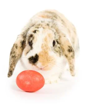 Easter: easter bunny with colorful easter eggs Stock Photos