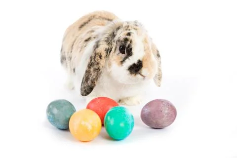Easter: Easter Bunny With Colorful Easter Eggs Stock Photos