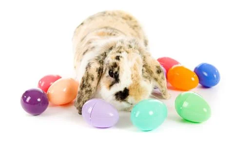 Easter: Easter Bunny Surrounded By Plastic Eggs Stock Photos