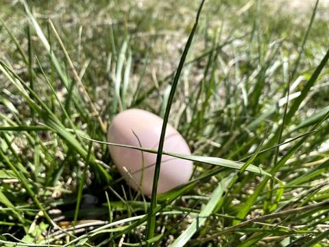 Easter Egg 2 Foto stock