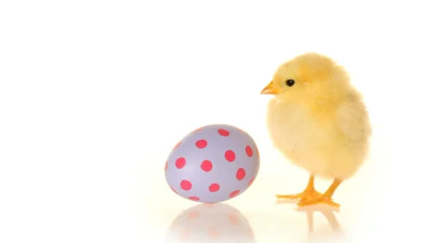 Easter egg and baby chick Stock Footage 32714145
