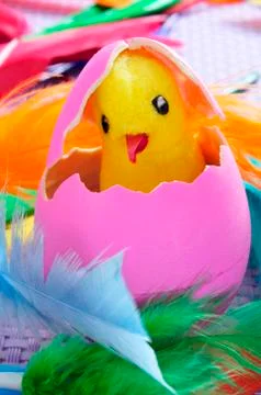 Easter egg and chick Stock Photos