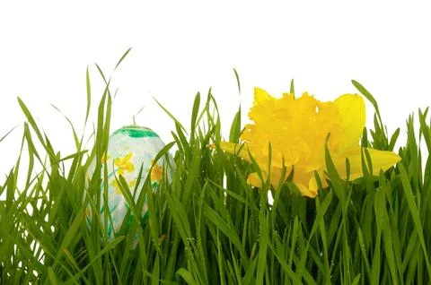 Easter egg and daffodil Stock Photos