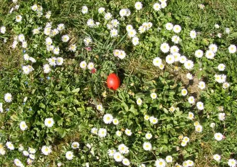 Easter egg and daisy Stock Photos