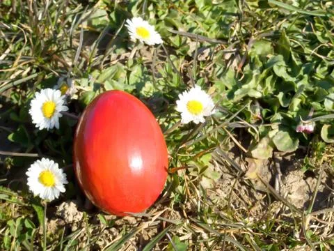 Easter egg and daisy Stock Photos