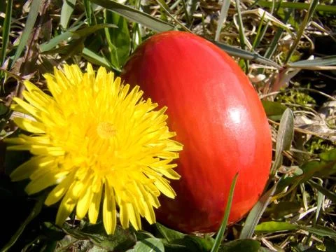 Easter egg and dandelion Stock Photos