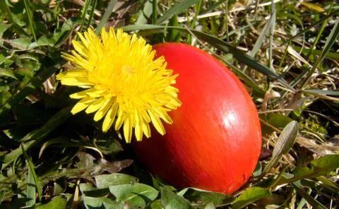 Easter egg and dandelion Stock Photos
