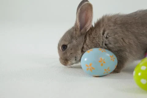 Easter egg and Easter bunny 写真素材