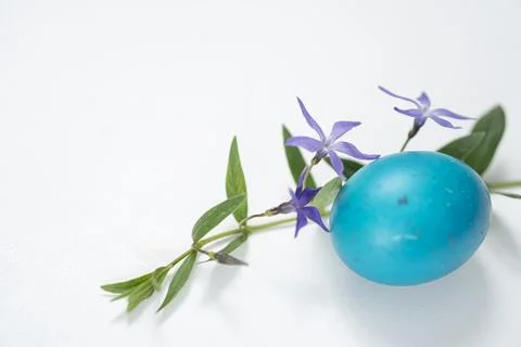 Easter egg and periwinkle on on a white background. easter spring flowers. .. Stock Photos