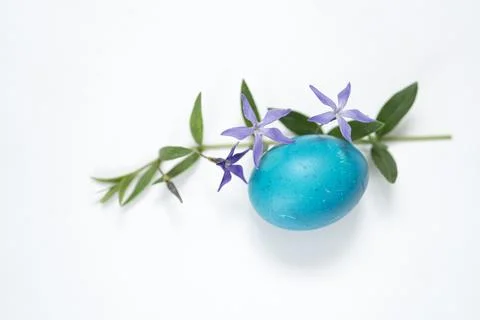 Easter egg and periwinkle on on a white background. easter spring flowers. .. Stock-Fotos