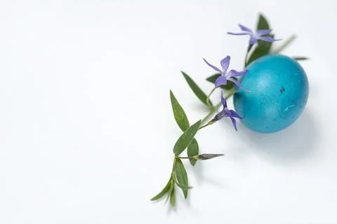 Easter egg and periwinkle on on a white background. easter spring flowers. .. Stock Photos