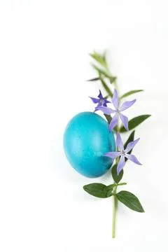 Easter egg and periwinkle on on a white background. easter spring flowers. .. Foto stock
